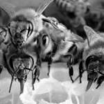 Screenshot 2025-02-12 at 10,10,11 AM-photoaidcom-greyscale